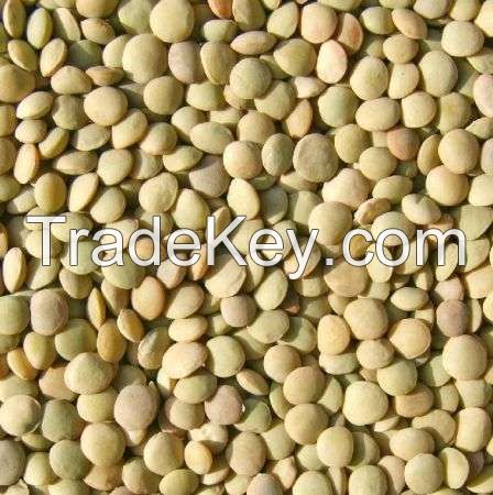 Top grade Whole & Split lentils for sale