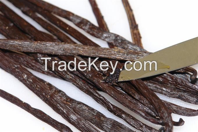 Vanilla beans and powder for immediate export