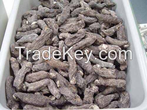 Premium quality sea cucumber for sale at best prices