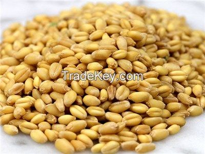 High quality Quinoa, Rice, Rye, Sorghum, Wheat, White Corn, yellow Corn for export.