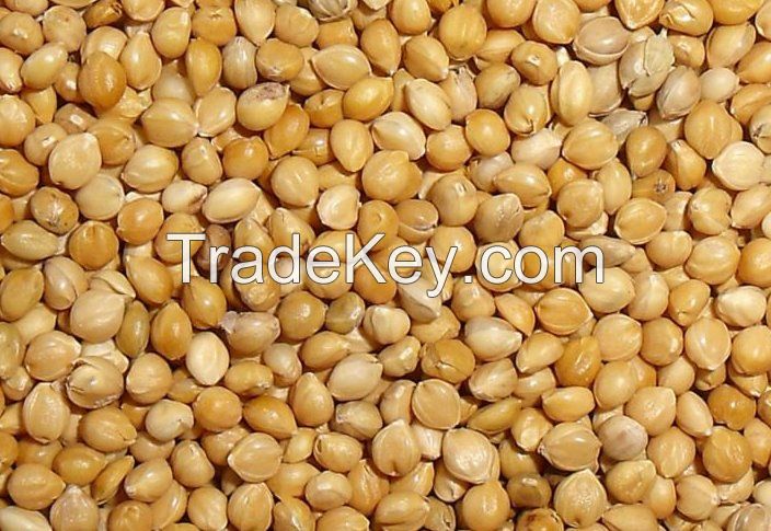 High quality Barley, Buckwheat, Dried Grains, Millet, Oats for export.