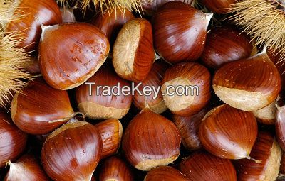 High quality Canned Kernels, Canned Nuts, Cashew Nuts, Chestnuts for export.