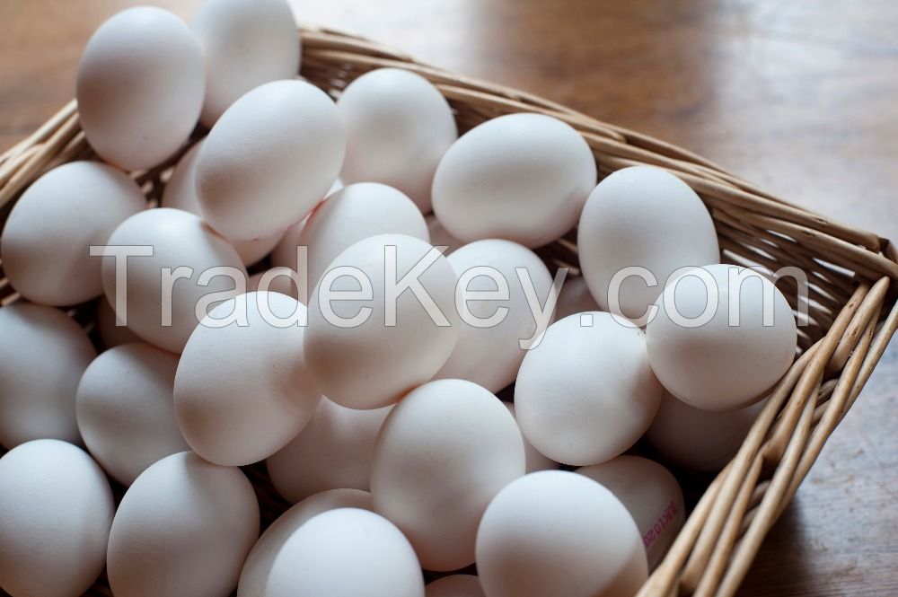 Fresh White eggs