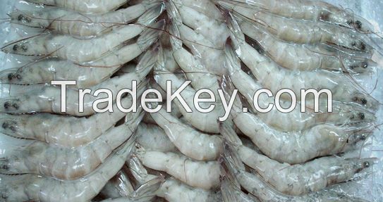 100% Fresh organic shrimp Horina