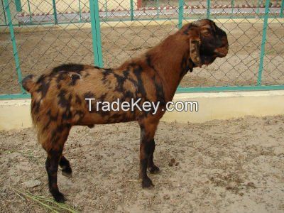 BEST QUALITY LIVE SIROHI FARMING GOAT FOR SALE