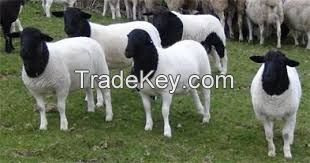 Best Live Boer Goats, Sheep and Cows