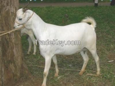 Boer and senaan Goats for sale