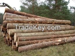 Highy quality Pine, Teak, Spruce, Eucalyptus, Ceedar, Beech, Fir, Cherry, Hardwood, Rosewood, Hemlock, Oak Logs