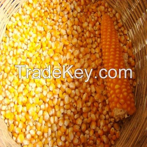 Yellow and White Corn, Dried Corn, Sweet Corn, Yellow Corn, Cor Exporters/Importer, Grade A Corn For Animal