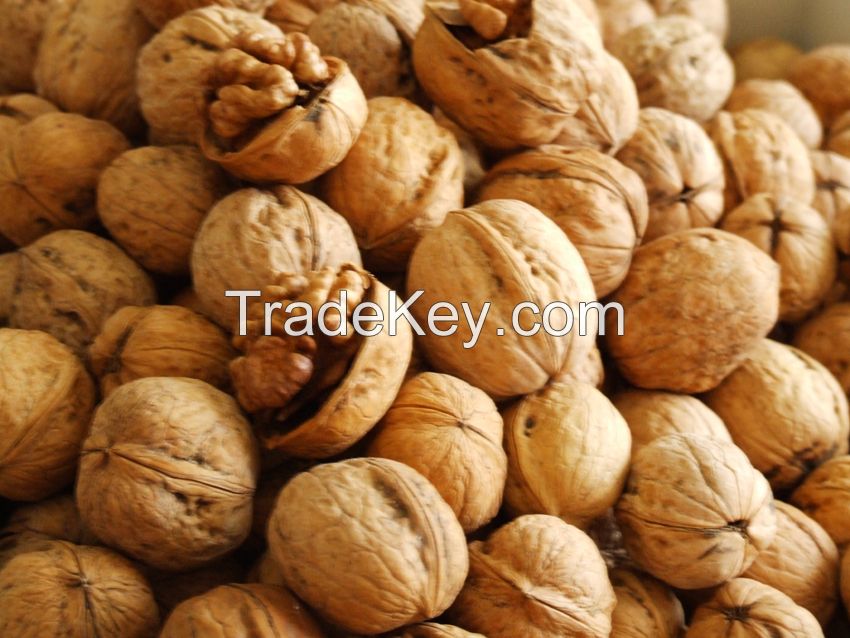 Walnuts in Shell