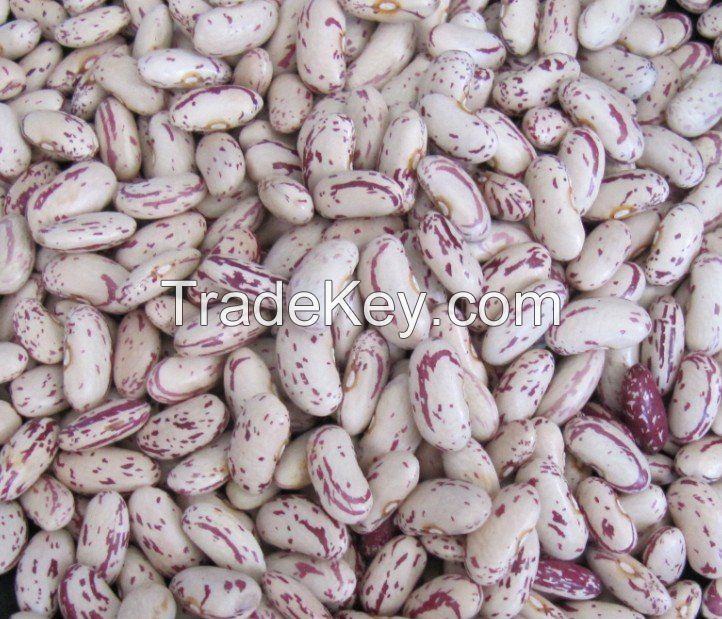 Long Shape Light Speckled Kidney Bean