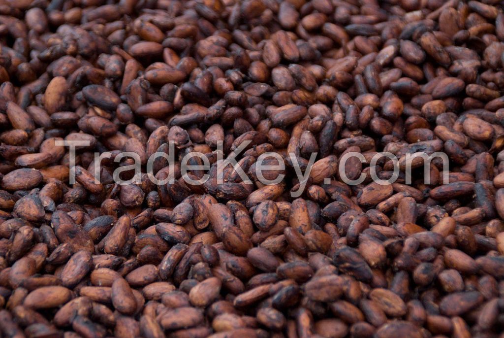 Roasted Cocoa Beans