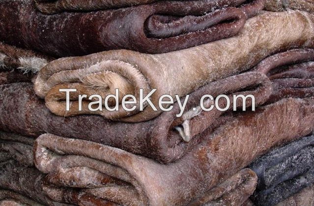 DRY AND WET SALTED DONKEY/ HORSE/COW HIDES AND SKIN