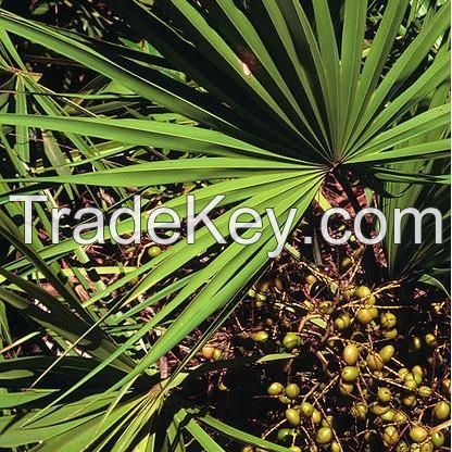 Saw Palmetto extract---New Mstar---Simin