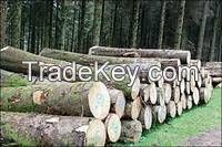 Timber Logs, Bubinga Wood, Tali Woods, African Timber Woods