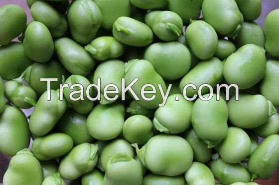 Azuki Beans, Broad Beans, Faba Beans