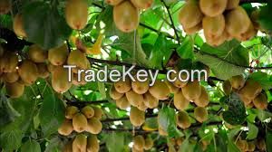 natural and organic kiwi fruit extract, fruit poeder