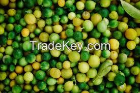 Best Selling Products Citrus Fruit