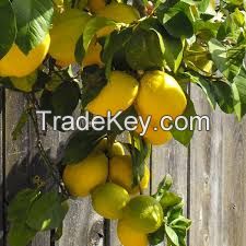 Fresh citrus fruit eureka lemons for sale