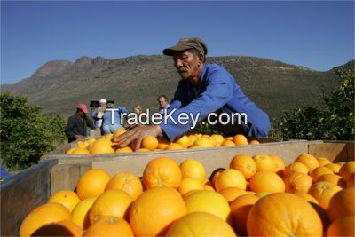 Sweet Valencia Oranges from South Africa