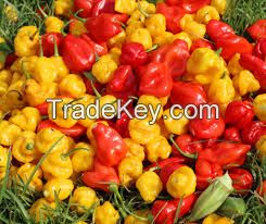 Fresh Bell pepper/color capsicums