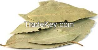 Best Quality Green Bay Leaves