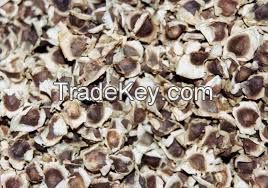 High Quality Moringa Seeds