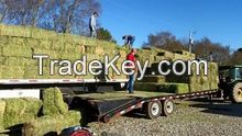 Alfalfa Hay, Timothy Hay, Animal feed / pelleted anima feed lucerne hay