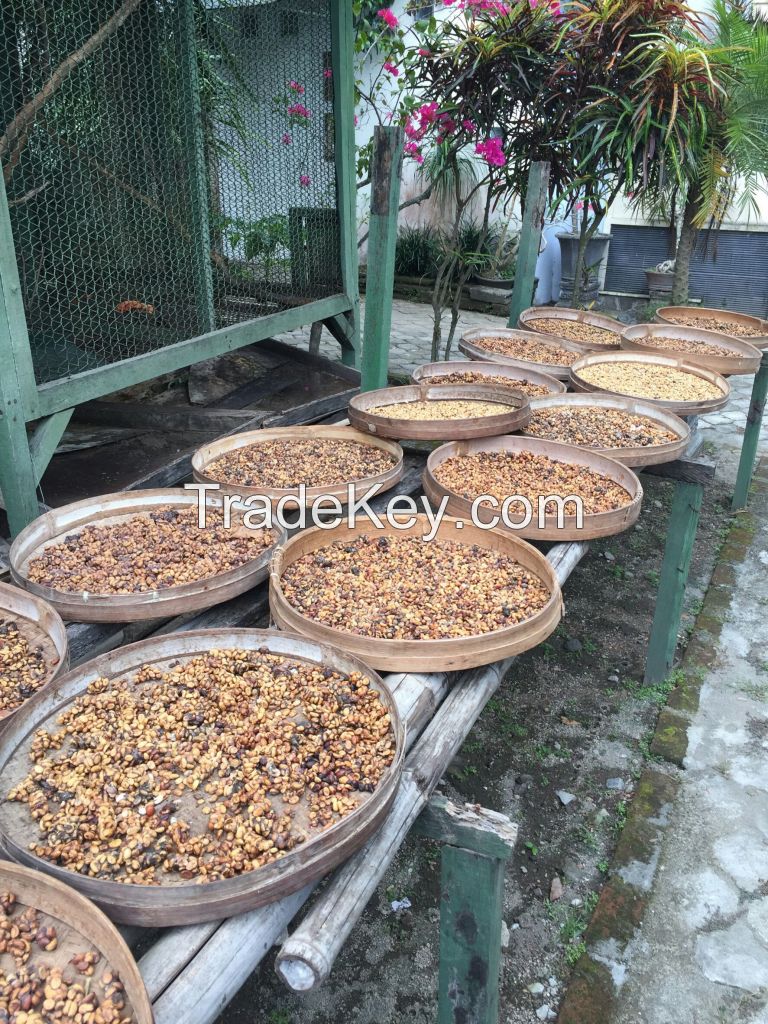 luwak coffee origin Indonesia