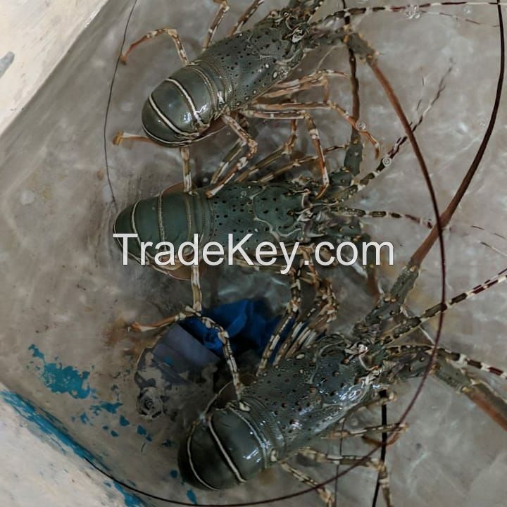 Live Lobsters