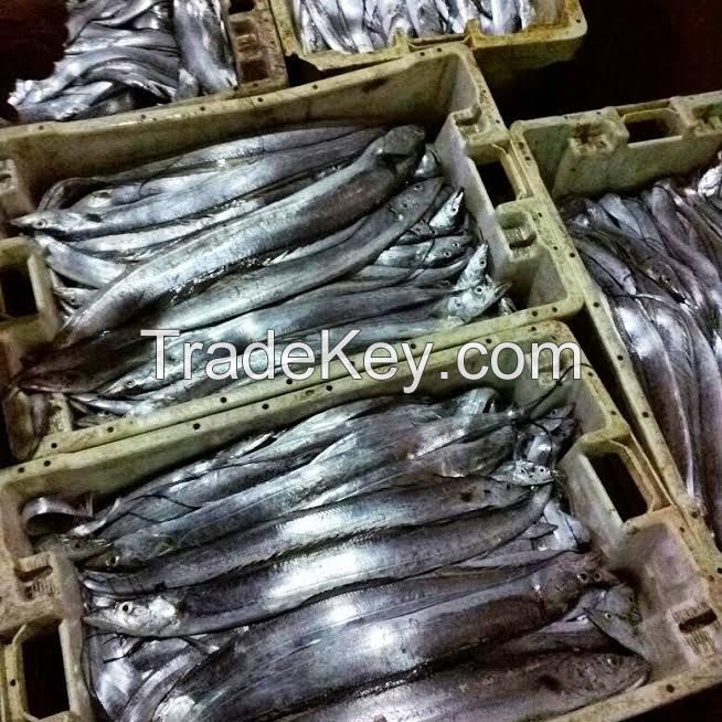 Fresh Ribbonfish Hook Line Caught A+