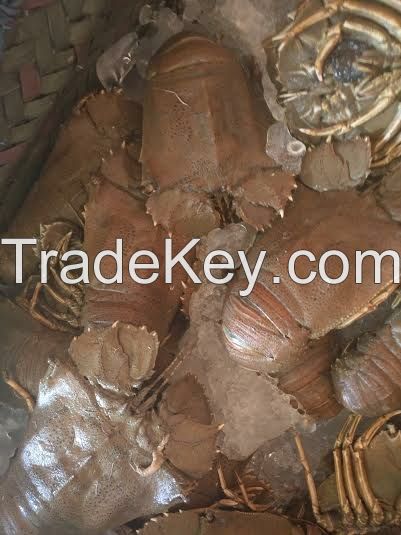 Frozen Slipper Lobsters / Sand Lobsters