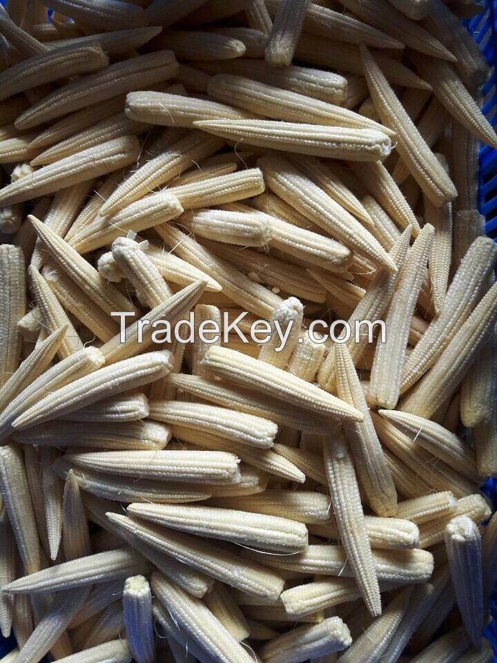 High Quality Frozen Vegetable Baby Corn on Cob