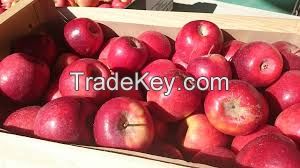 Fresh Red Delicious Fuji Apples for sale