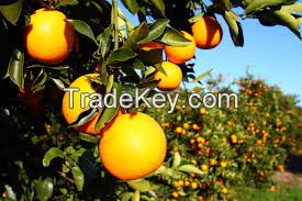 Fresh Valencia Oranges for sale