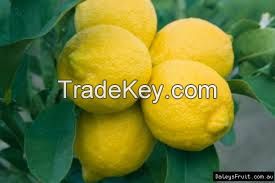 Fresh Lemon for sale