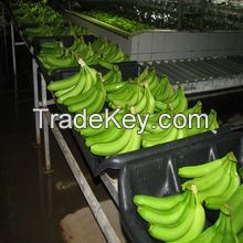 Cavendish Bananas