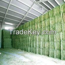 high quality Animal feed alfalfa
