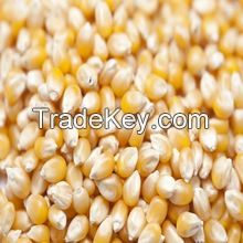 Best Quality White /Yellow Corn/Maize For Animal Feed