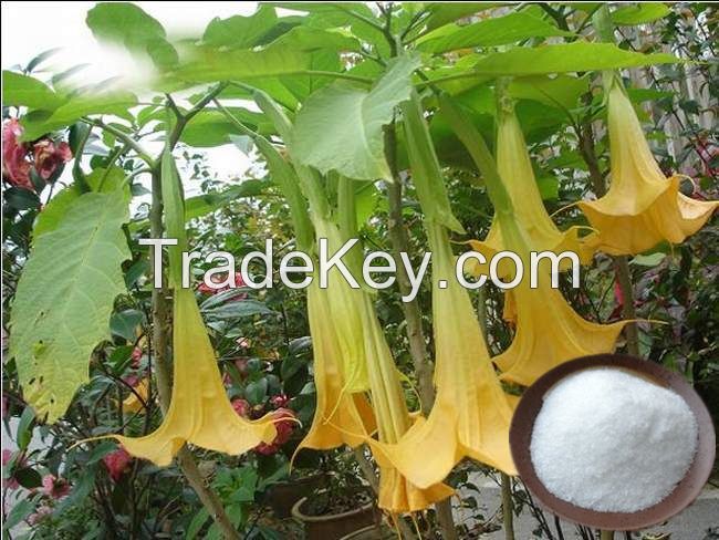 98%Scopolamine Butylbromide Powder