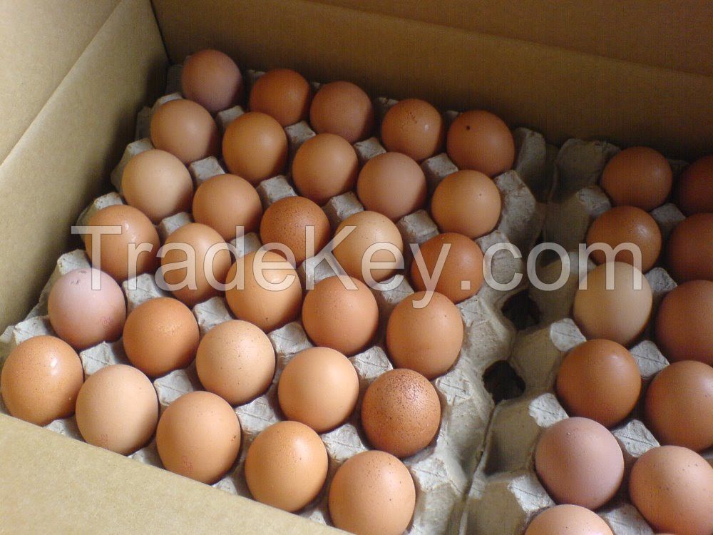 Quality White Table Eggs