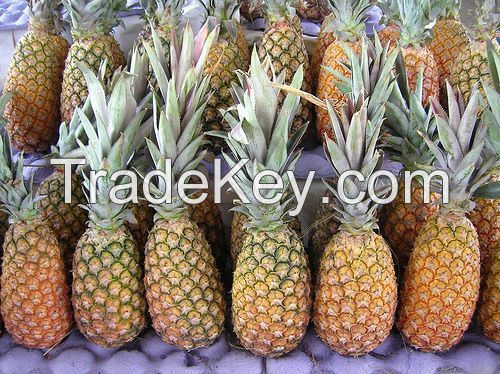 Fresh Pineapples