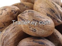 Pecan nut in shell