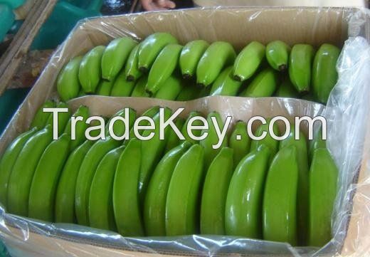 Green cavendish banana