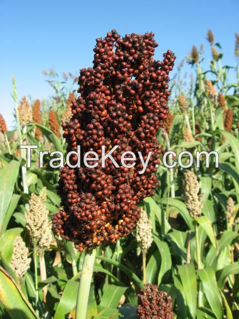 RED SORGHUM