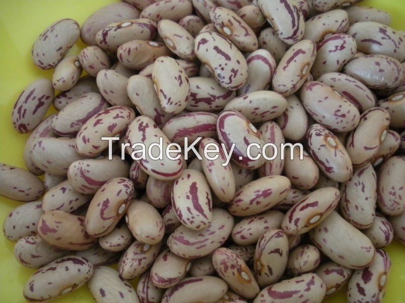 Pinto beans/Sugar beans