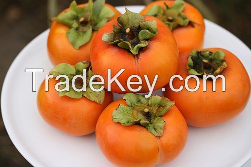 fresh persimmon fruits for sale