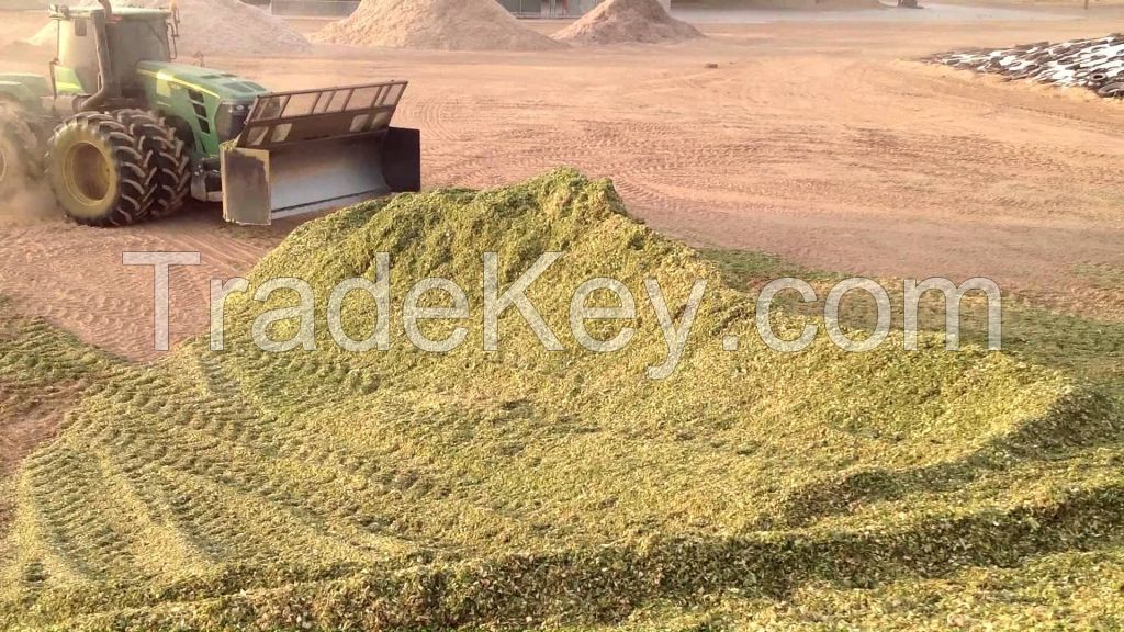 CORN SILAGE