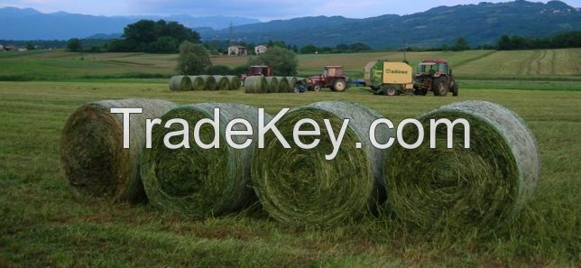 Eragrostis bales