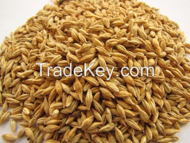 BARLEY for animal feed